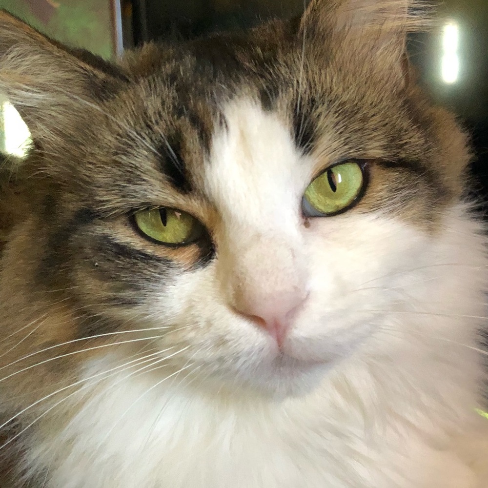 Meet your Posher, Crystal